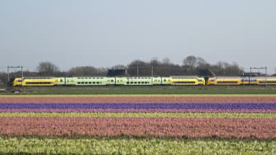 Springtime with commuter trains in Northwest-Holland